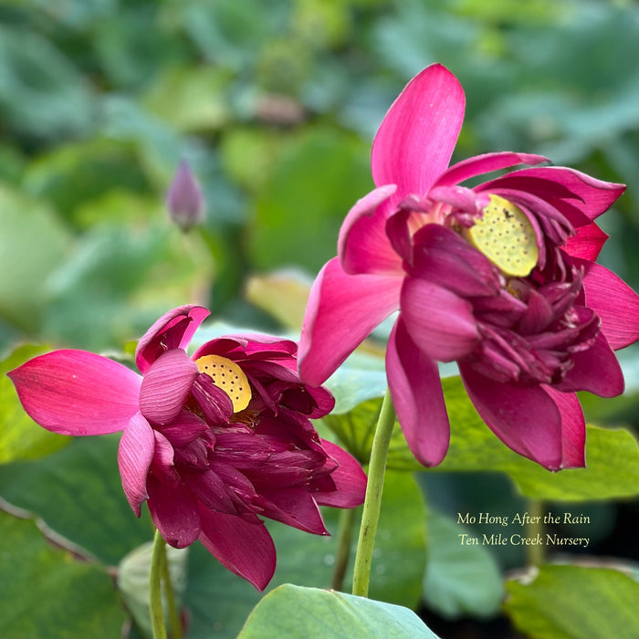 Mo Hong Black Red Lotus (Bare Root)