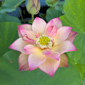 2024 Monet Painting Lotus (Bare Root) - Play It Koi