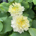Moonlight On the River Lotus (Bare Root) - Play It Koi