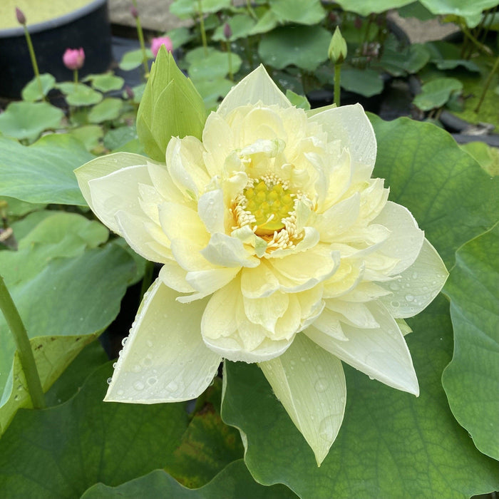 Moonlight On the River Lotus (Bare Root) - Play It Koi