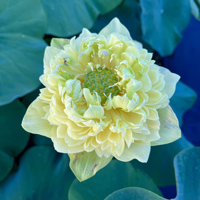 Morning Fog Lotus (Bare Root)