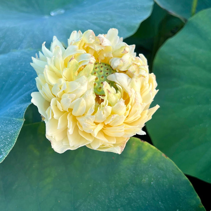 Morning Fog Lotus (Bare Root)