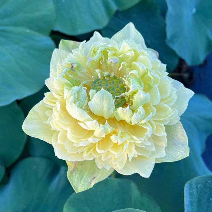 Morning Fog Lotus (Bare Root)
