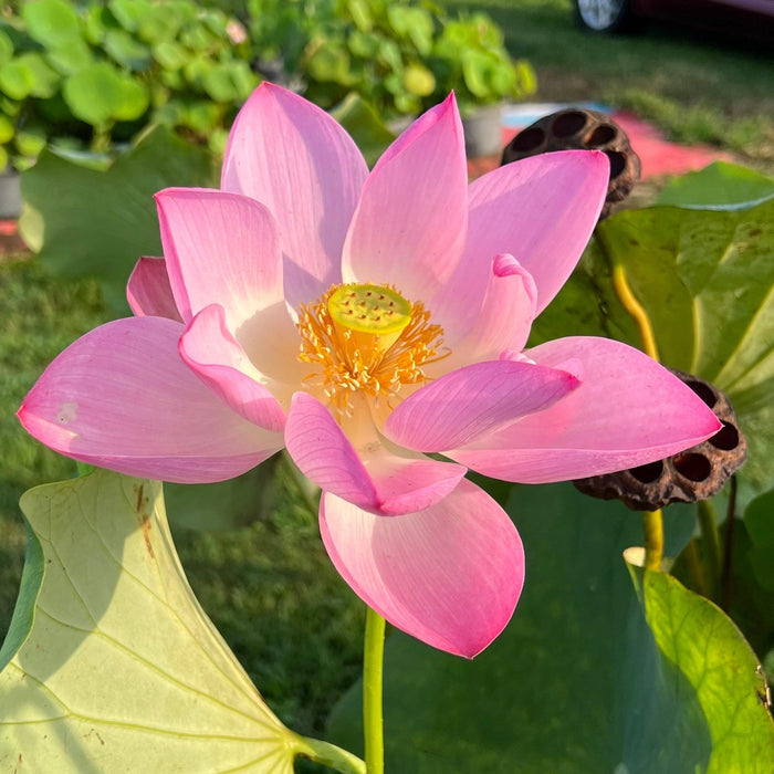 2024 Morning Glow in Jinling Lotus (Bare Root) - Play It Koi