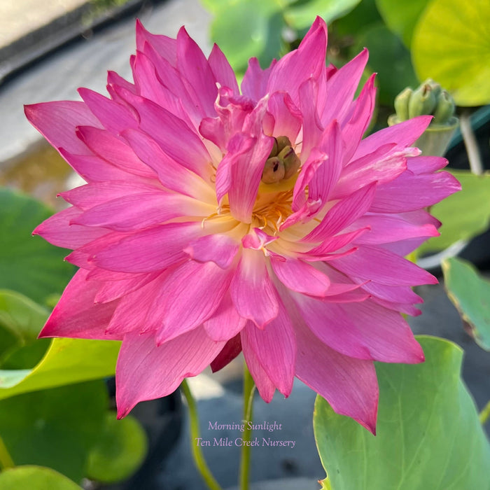 Morning Sunlight Micro Lotus (Bare Root)