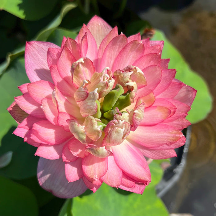 Morning Sunlight Micro Lotus (Bare Root)