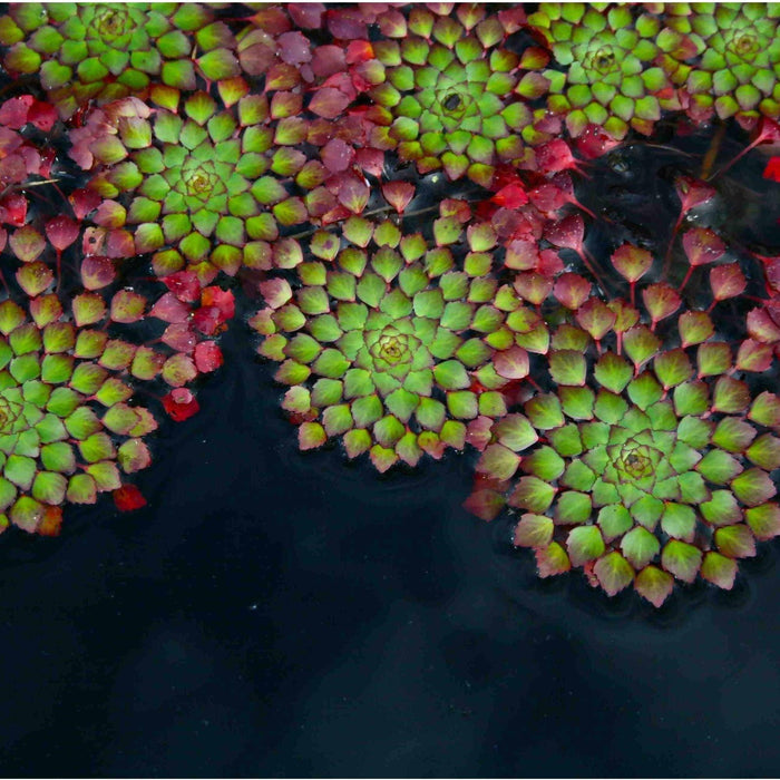 Mosaic Plant - Ludwigia Sediodes (Bare Root) - Play It Koi