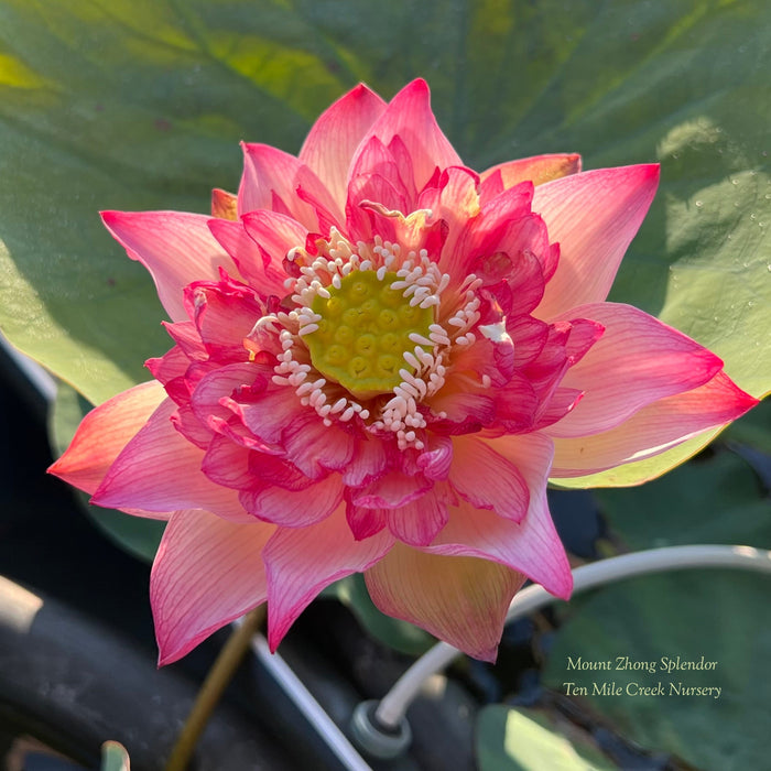 Mount Zhong Splendor Lotus (Bare Root)