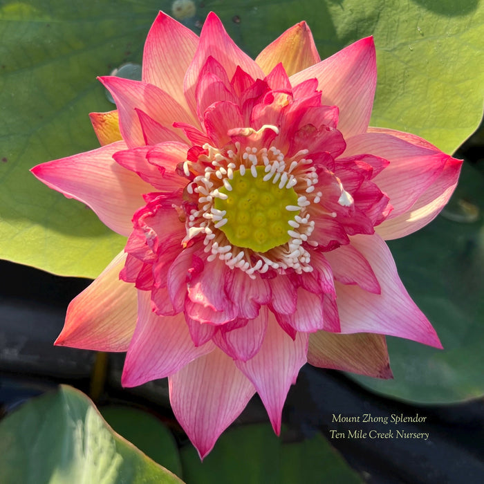 Mount Zhong Splendor Lotus (Bare Root)
