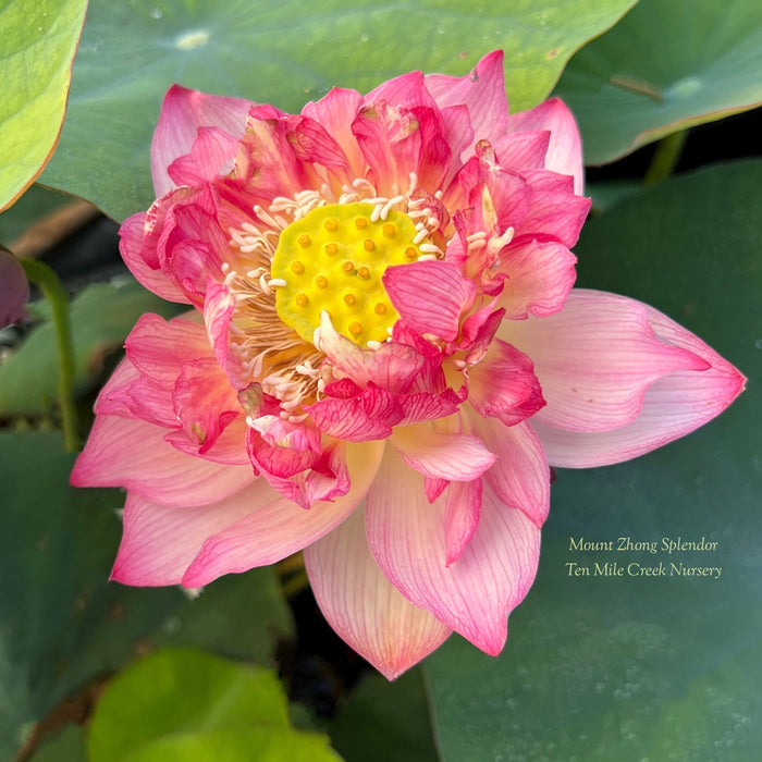 Mount Zhong Splendor Lotus (Bare Root)