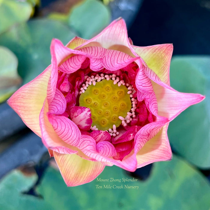 Mount Zhong Splendor Lotus (Bare Root)