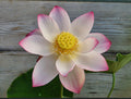 Mrs. Ramsay Rules the Roost Lotus (Bare Root) - Play It Koi