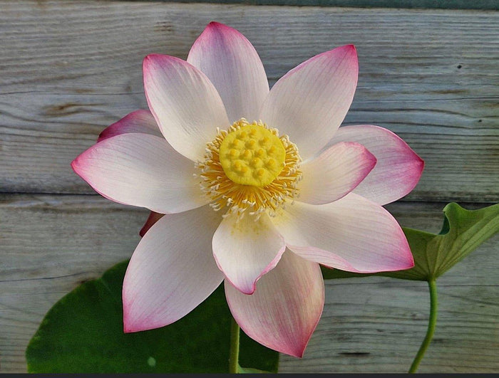 Mrs. Ramsay Rules the Roost Lotus (Bare Root) - Play It Koi