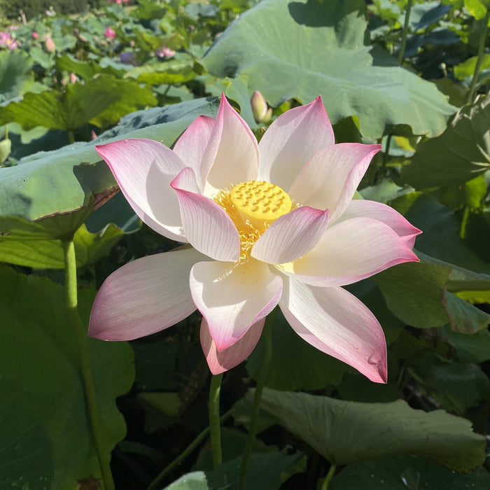 Mrs. Ramsay Rules the Roost Lotus (Bare Root) - Play It Koi