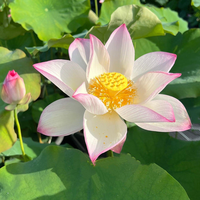 Mrs. Ramsay Rules the Roost Lotus (Bare Root) - Play It Koi