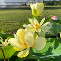 Nanjing Gold Dust Lotus (Bare Root)