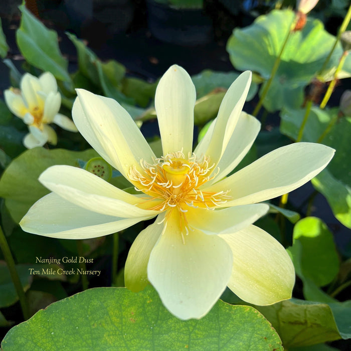Nanjing Gold Dust Lotus (Bare Root)