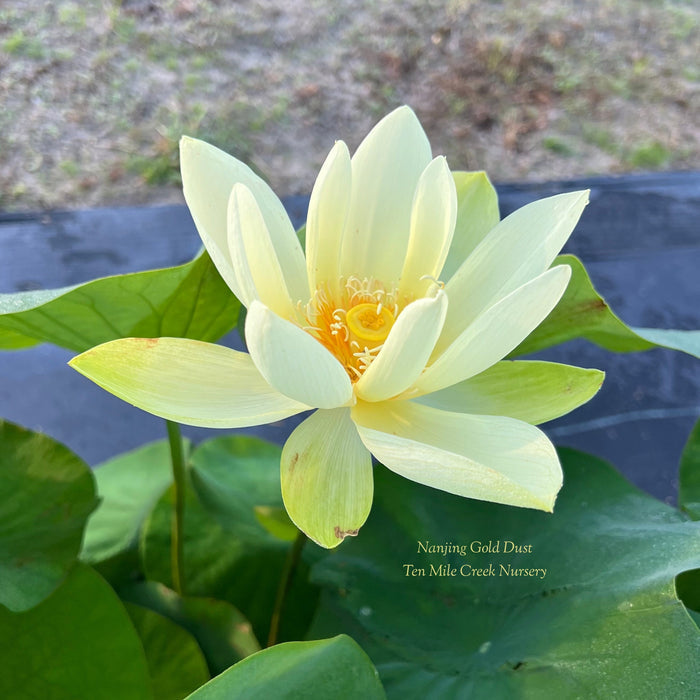 Nanjing Gold Dust Lotus (Bare Root)