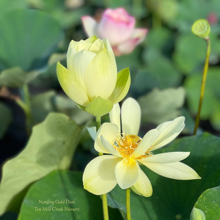 Nanjing Gold Dust Lotus (Bare Root)