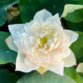 Nanzhou Snow Peak Lotus (Bare Root)