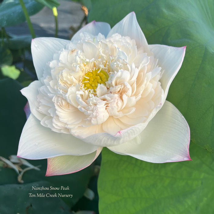 Nanzhou Snow Peak Lotus (Bare Root)