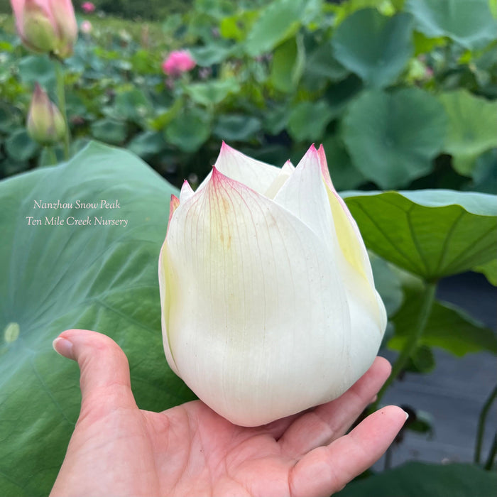 Nanzhou Snow Peak Lotus (Bare Root)
