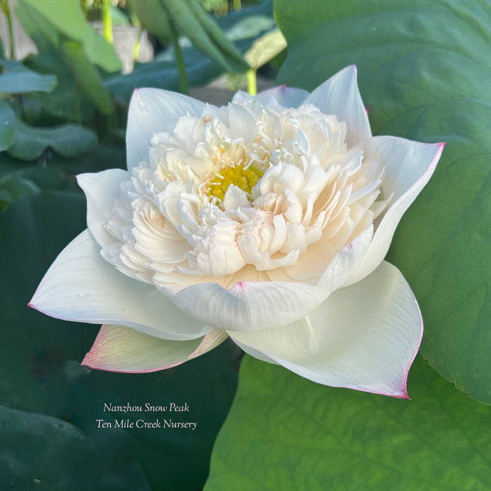 Nanzhou Snow Peak Lotus (Bare Root)