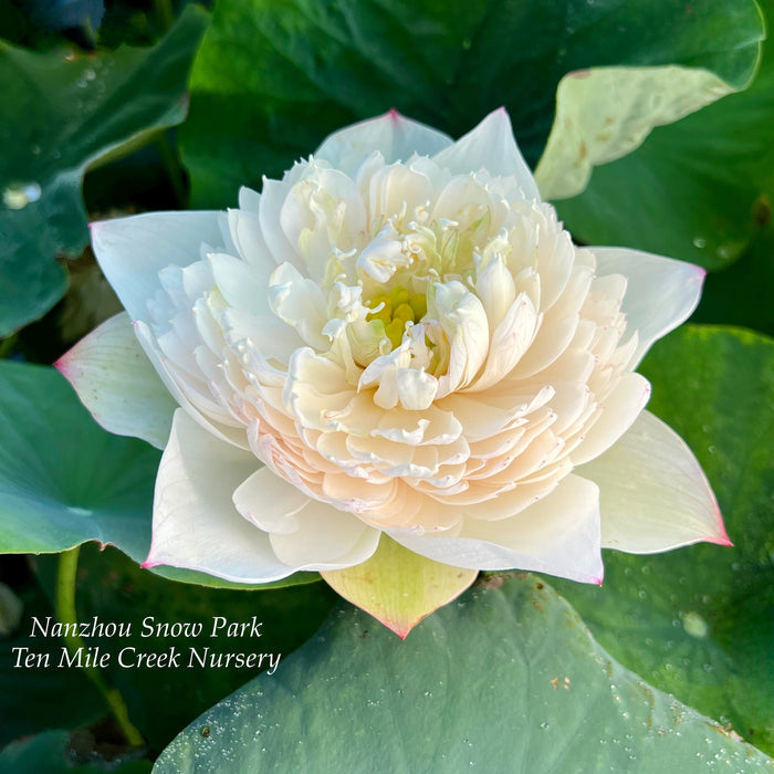 Nanzhou Snow Peak Lotus (Bare Root)
