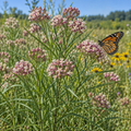 Narrowleaf, Milkweed Seed