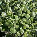 Nasturtium Officinale - Watercress (Bare Root) - Play It Koi