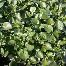 Nasturtium Officinale - Watercress (Bare Root) - Play It Koi