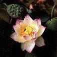 Nelumbo Nucifera 'Chawan Basu' - Semi Dwarf Lotus (Bare Root) - Play It Koi