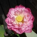 Nelumbo Nucifera 'Chinese Double Rose' Lotus (Bare Root) - Play It Koi