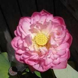 Nelumbo Nucifera 'Chinese Double Rose' Lotus (Bare Root) - Play It Koi