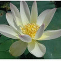 Nelumbo Nucifera 'Green Maiden' Lotus (Bare Root Tuber) - Play It Koi
