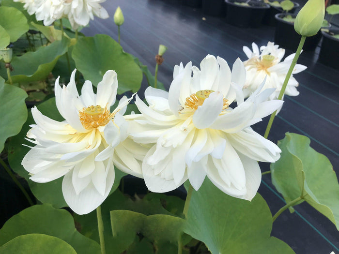 Nelumbo Nucifera 'High Cotton' Lotus (Bare Root)