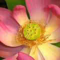 Nelumbo Nucifera 'Little Red Missing' Lotus (Bare Root) - Play It Koi