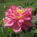 Nelumbo Nucifera 'Long Petal Peach-Red' Lotus (Bare Root) - Play It Koi
