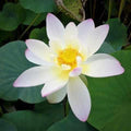 Nelumbo Nucifera 'Oriole Out of Water' Lotus (Bare Root) - Play It Koi