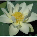Nelumbo Nucifera 'Perrys Giant Sunburst' Lotus (Bare Root) - Play It Koi