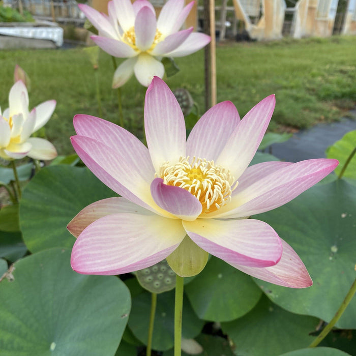 Nelumbo Nucifera 'Princess Abby' Lotus (Bare Root)