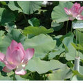 Nelumbo Nucifera 'Rosy Clouds' Lotus (Bare Root) - Play It Koi