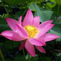 Nelumbo Nucifera 'Russian Red' Lotus (Bare Root) - Play It Koi
