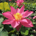 Nelumbo Nucifera 'Titan' Lotus (Bare Root) - Play It Koi
