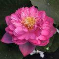 Nelumbo Nucifera 'Titanic' Lotus (Bare Root) - Play It Koi
