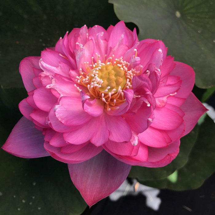 Nelumbo Nucifera 'Titanic' Lotus (Bare Root) - Play It Koi