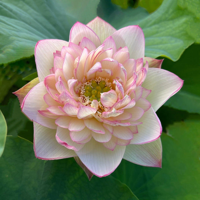 New Cloud Brocade - Yummy Pink Lotus (Bare Root) - Play It Koi