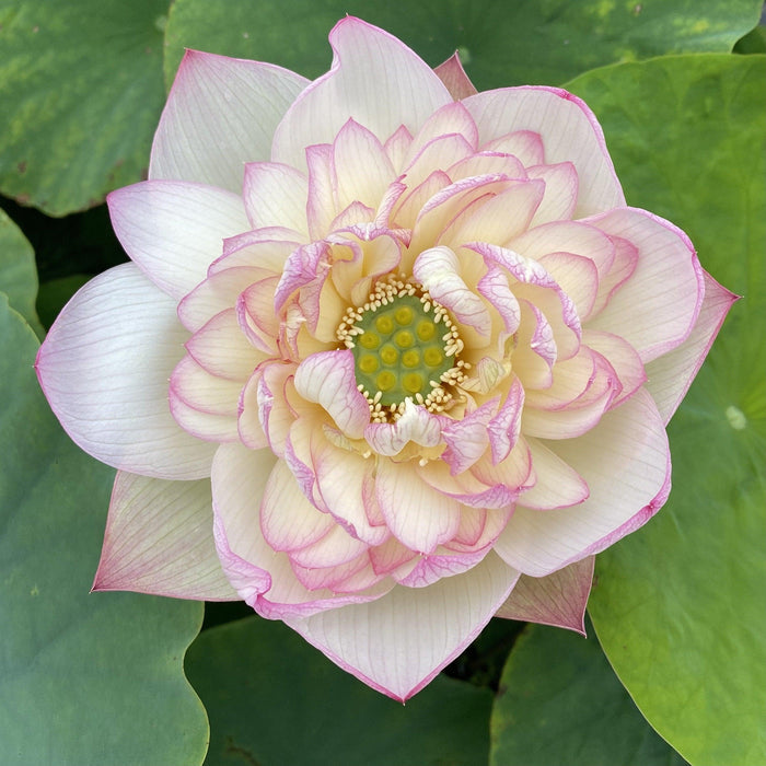 New Cloud Brocade - Yummy Pink Lotus (Bare Root) - Play It Koi