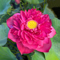 2024 New Lanceolate Red - Red Stamen Lotus (Bare Root) - Play It Koi