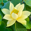 New Secret Mistress Lotus (Bare Root)